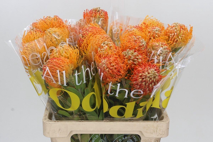 <h4>Nutans Jelena</h4>