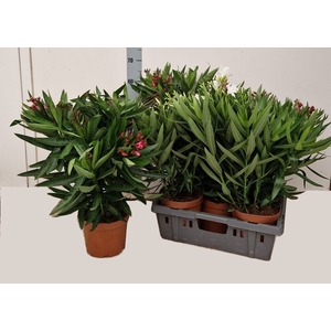 NERI OLEANDER