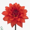 Dahlia Orange Perception