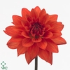 DAHLIA ORANGE PERCEPTION