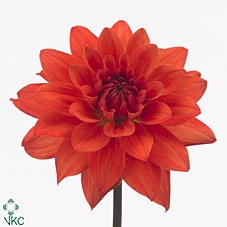 Dahlia Orange Perception