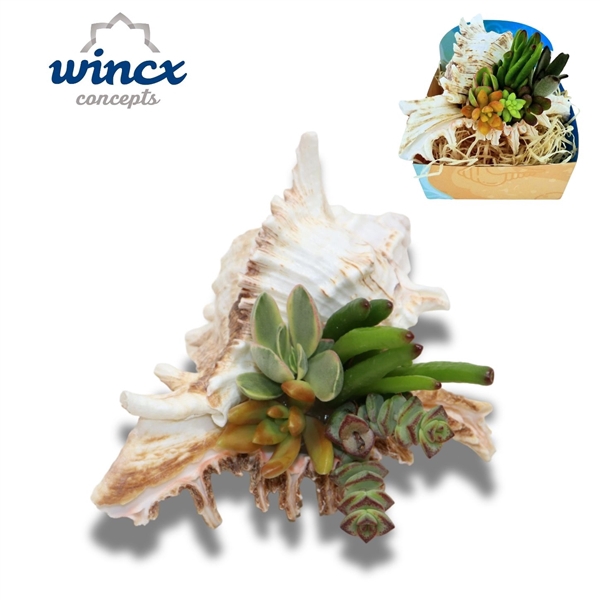 <h4>Concepts® - UniqueShells 'Murex' (XL)</h4>