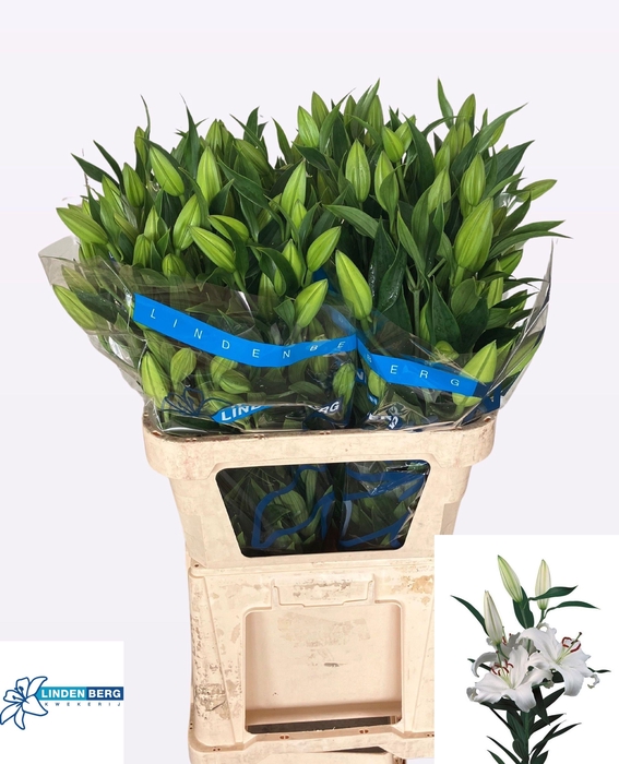 <h4>LI OR SANTANDER</h4>