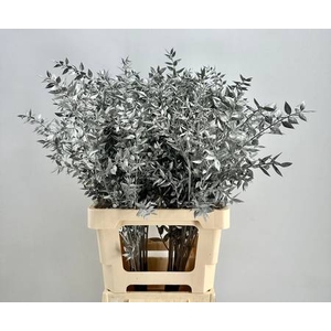 Dried Ruscus Aculeatus Silver