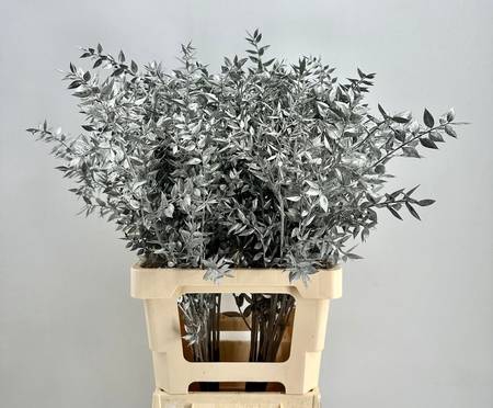 <h4>Dried Ruscus Aculeatus Silver</h4>