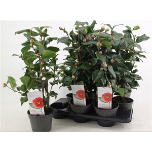 Camellia japonica 'Dr. King' 15 cm | 20+ knop