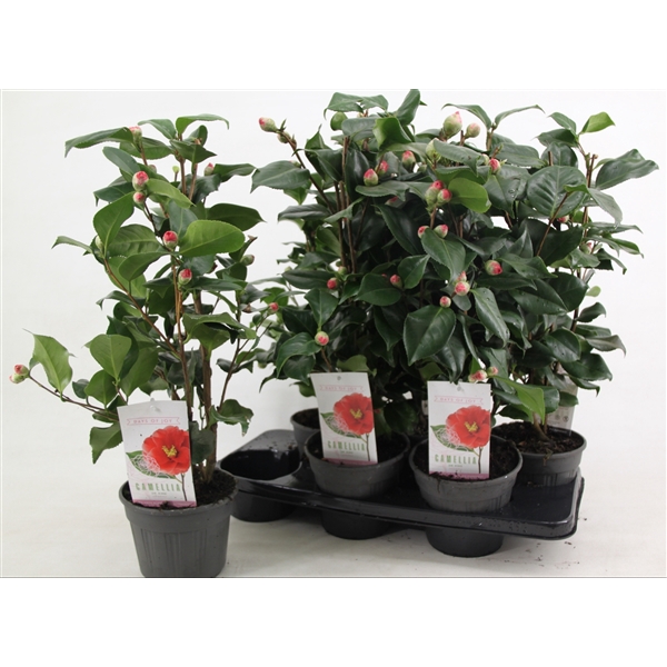 <h4>Camellia japonica 'Dr. King' 15 cm | 20+ knop</h4>