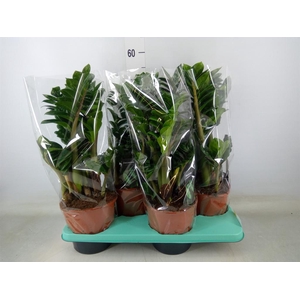 Zamioculcas zamiifolia 'Zenzi'