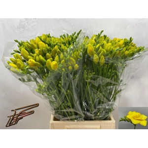 Freesia du Boulevard