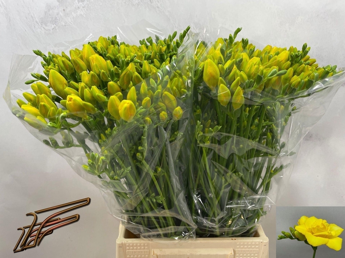 <h4>Freesia du Boulevard</h4>