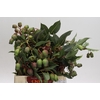 Cape Green Bell Gum