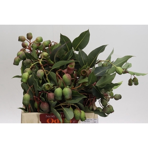 Kaaps Groen Euc. Bell Gum