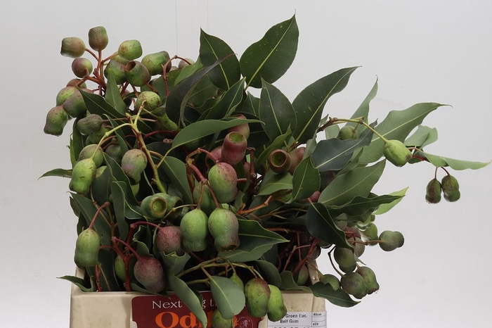 <h4>Kaaps Groen Euc. Bell Gum</h4>