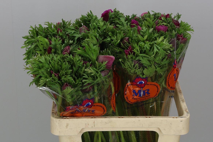 <h4>Anemone Galilee Purper</h4>