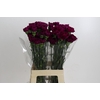 Dianthus St Yukari Violet