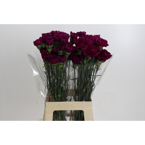 Dianthus St Yukari Violet