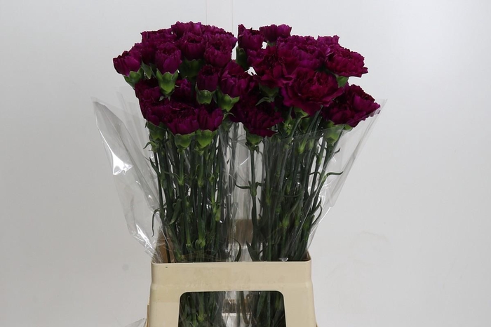 <h4>Dianthus St Yukari Violet</h4>