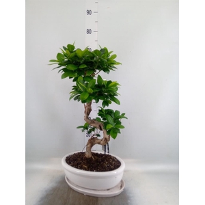 Ficus microcarpa 'Ginseng'