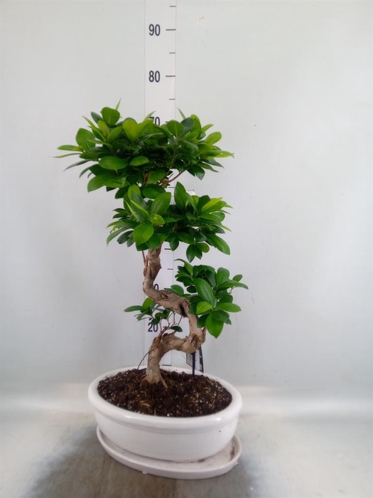 <h4>Ficus microcarpa 'Ginseng'</h4>