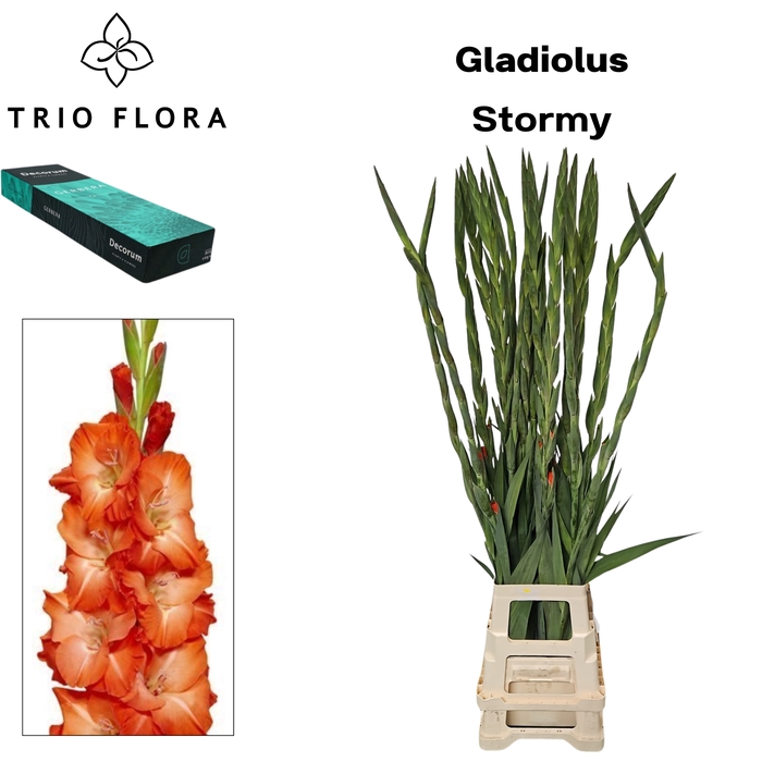 <h4>GLAD GR STORMY Small Box 30</h4>