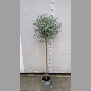 Eucalyptus gunnii