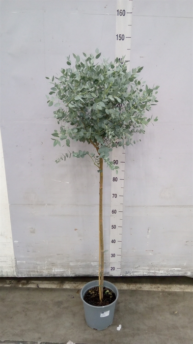<h4>Eucalyptus gunnii</h4>