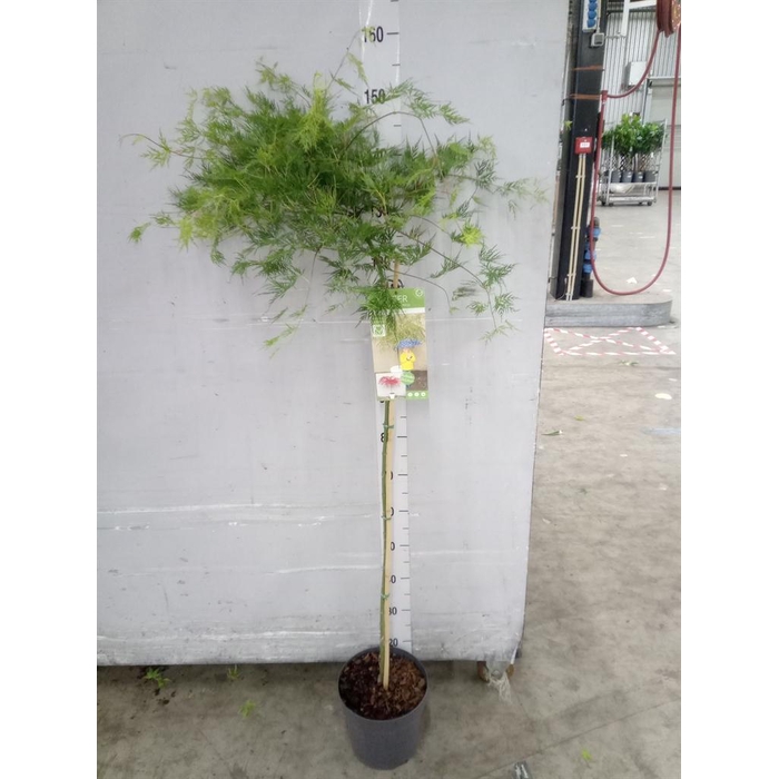 <h4>Acer palmatum 'Emerald Lace'</h4>