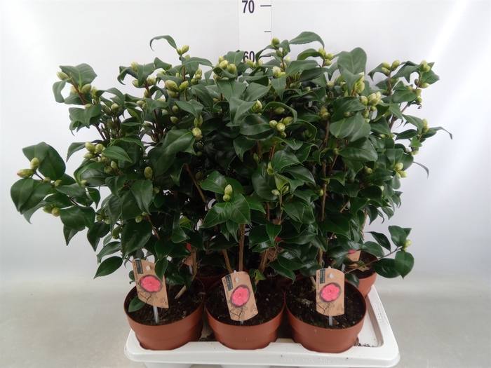 <h4>Camellia reticulata 'Mary Williams'</h4>