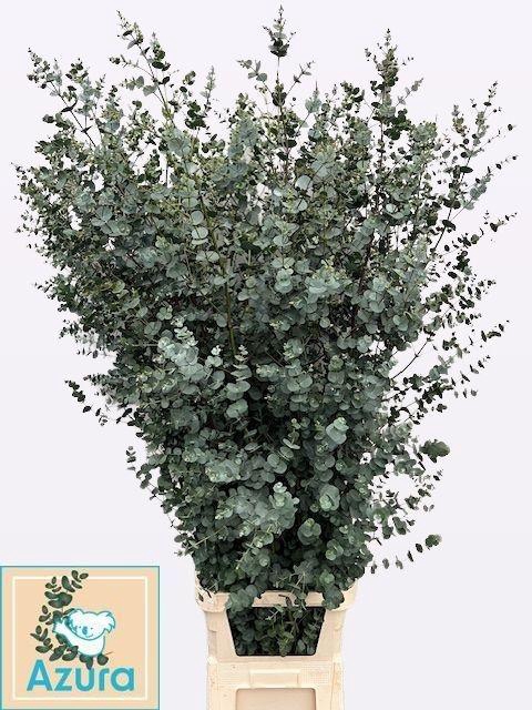 <h4>EUCA GU AZURA 175CM</h4>