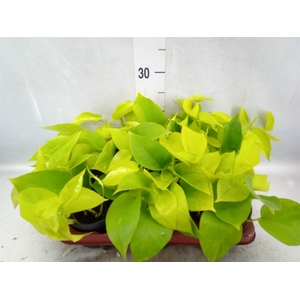 Epipremnum pinn. 'Golden Pothos'