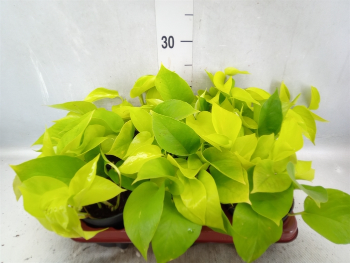 <h4>Epipremnum pinn. 'Golden Pothos'</h4>