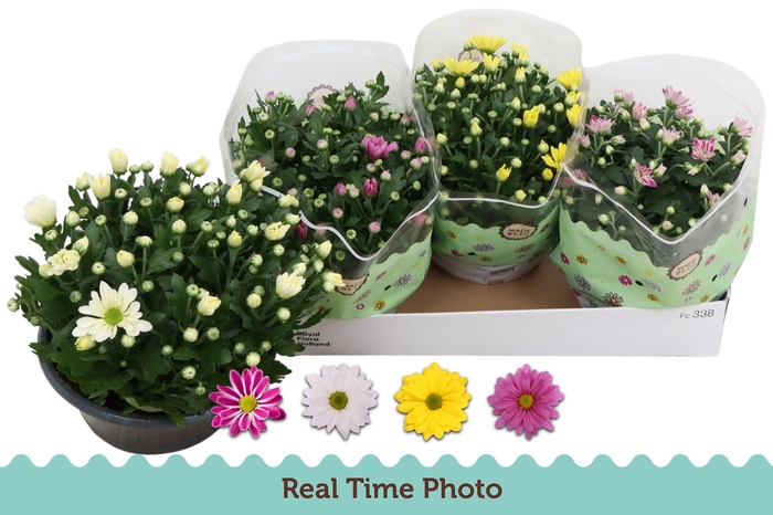 <h4>CHRYS GEM 4 KL</h4>