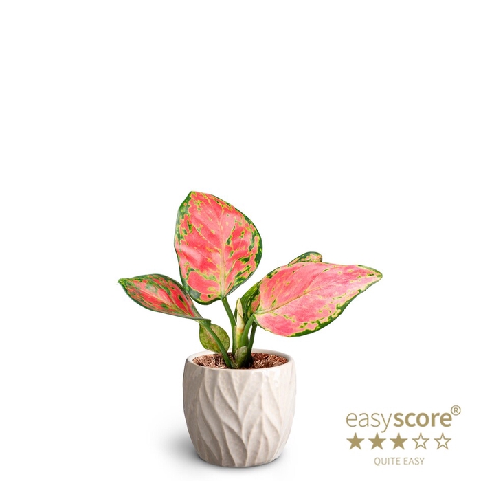 <h4>AGLAONEMA COM P7 LEAF SAND</h4>