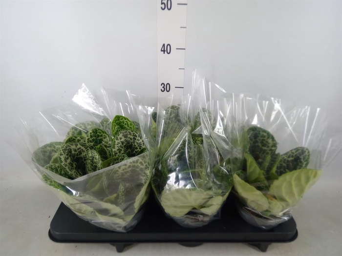 <h4>Primulina dryas 'Pretty Turtle'</h4>