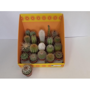 CACTUS GEM 18 SRT