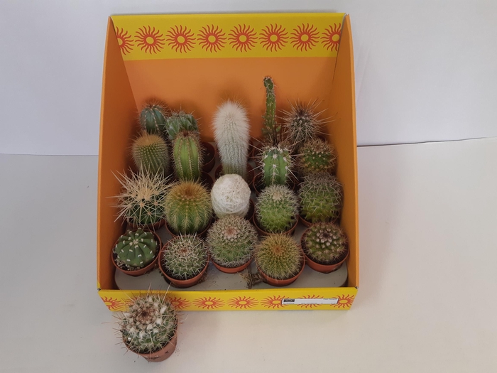 <h4>CACTUS GEM 18 SRT</h4>