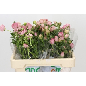 Ranunculus Magical Salmousse