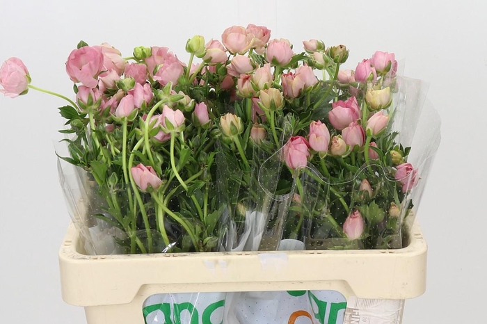 <h4>Ranunculus Magical Salmousse</h4>