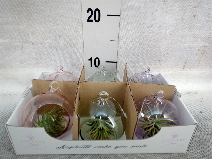 Tillandsia