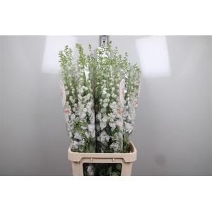 Delph Du Aurora White