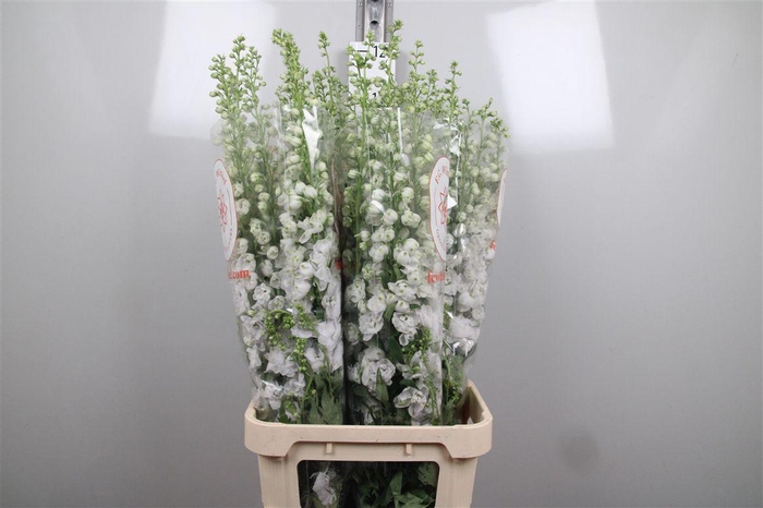 <h4>Delph Du Aurora White</h4>