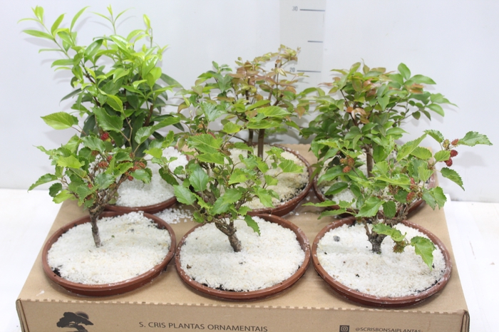 <h4>BONSAI FRUTA C18</h4>