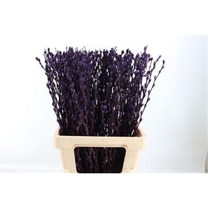 SALIX OV KLB H%