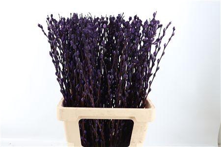 <h4>SALIX OV KLB H%</h4>