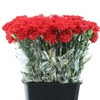 DI ST ARONA RED X 160