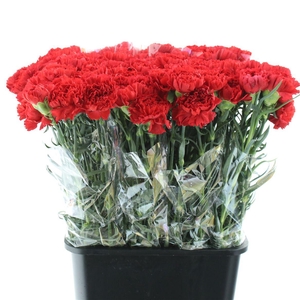 Di St Arona Red X 160