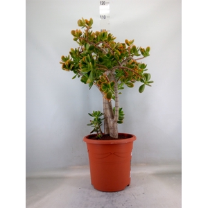 Crassula ovata 'Sunset'