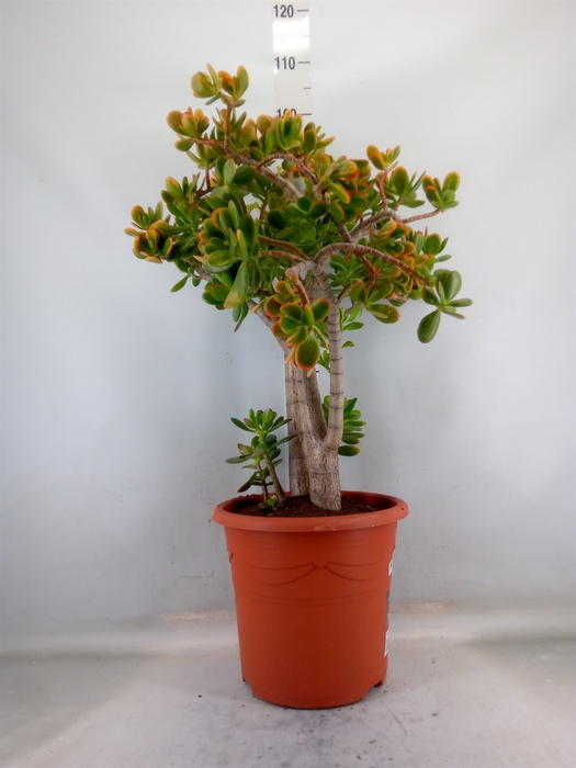 <h4>Crassula ovata 'Sunset'</h4>