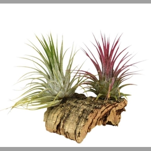ARR TILLANDSIA
