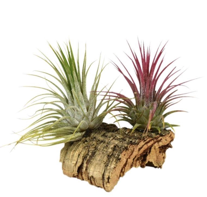 <h4>ARR TILLANDSIA</h4>